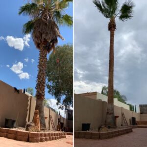 Landscape Tucson Services