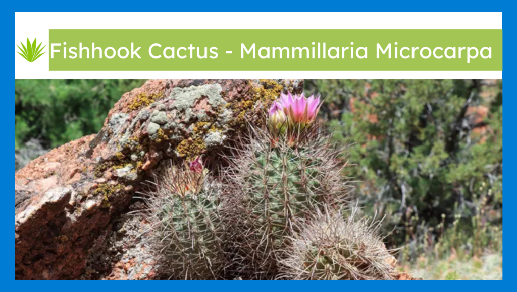 Fishhook cactus