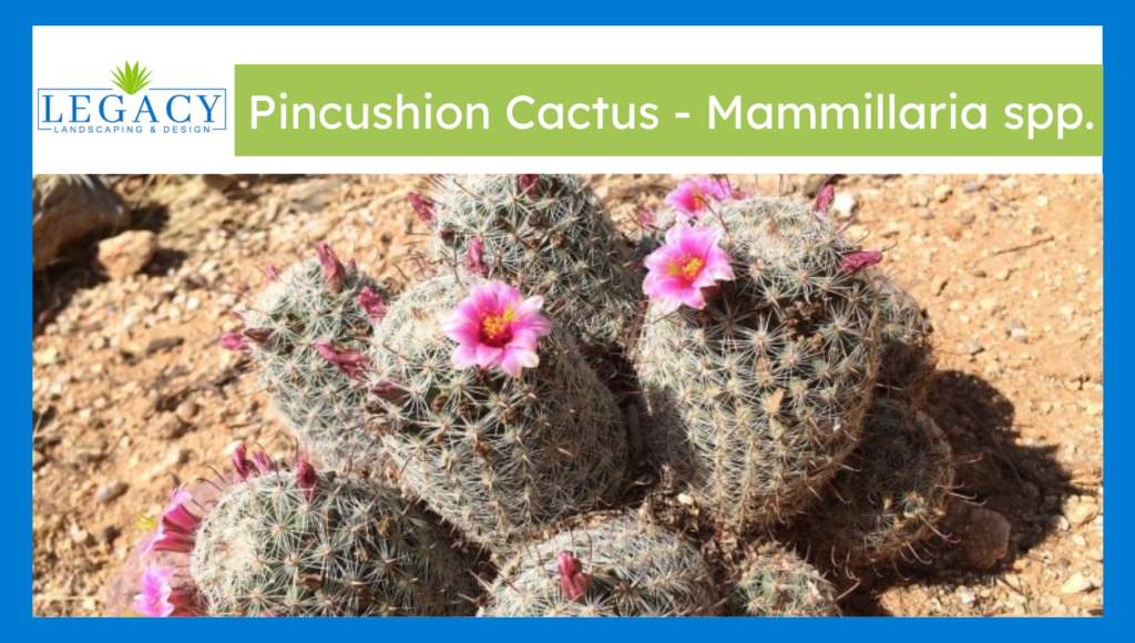 Pincushion Cactus