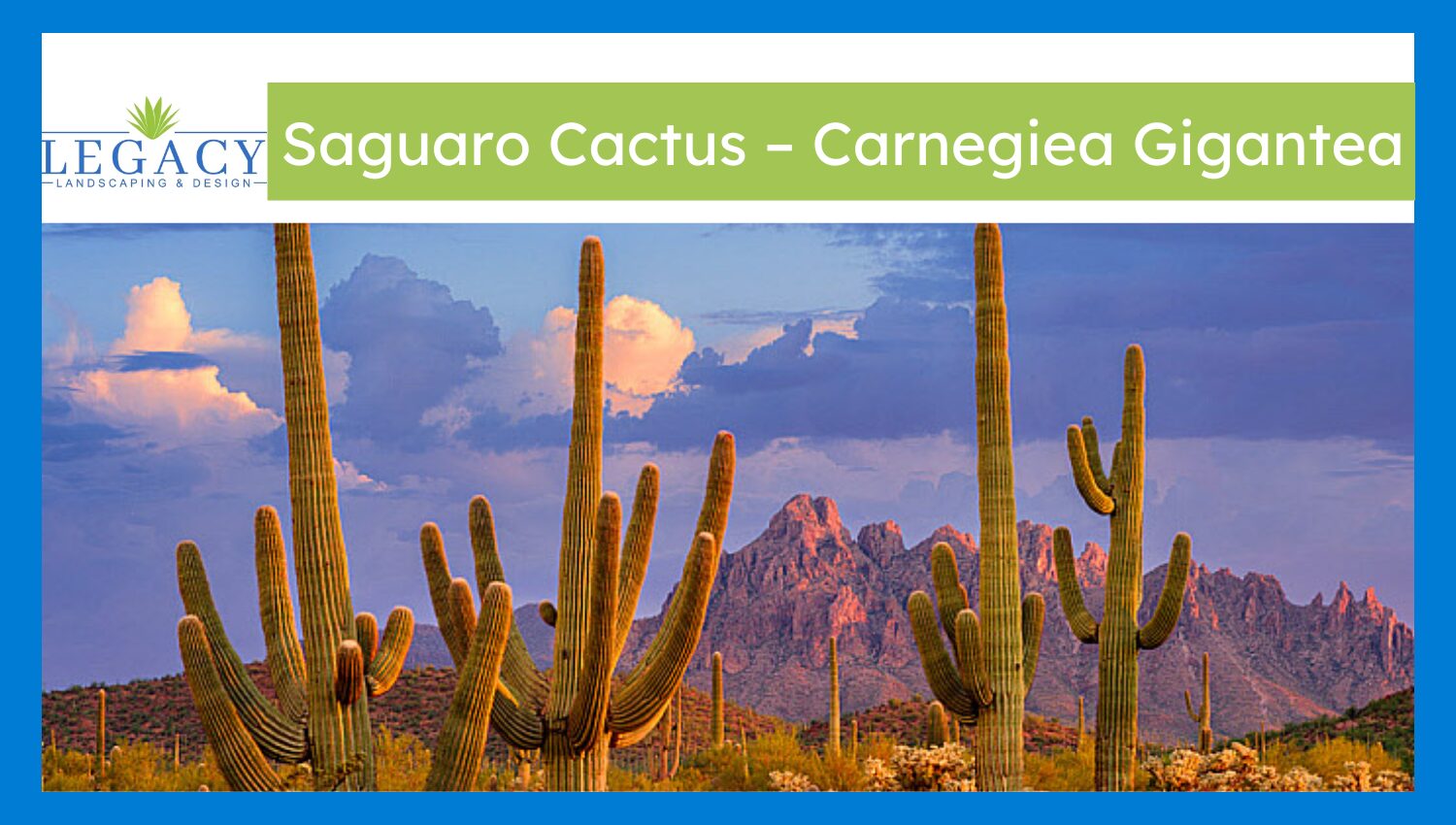 Saguaro Cactus – Carnegiea Gigantea