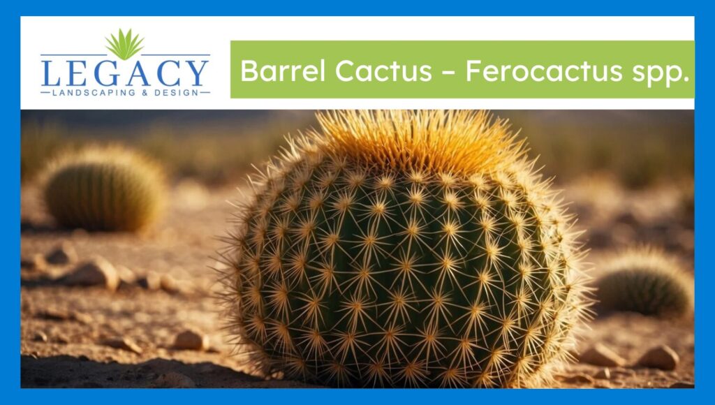 Barrel Cactus