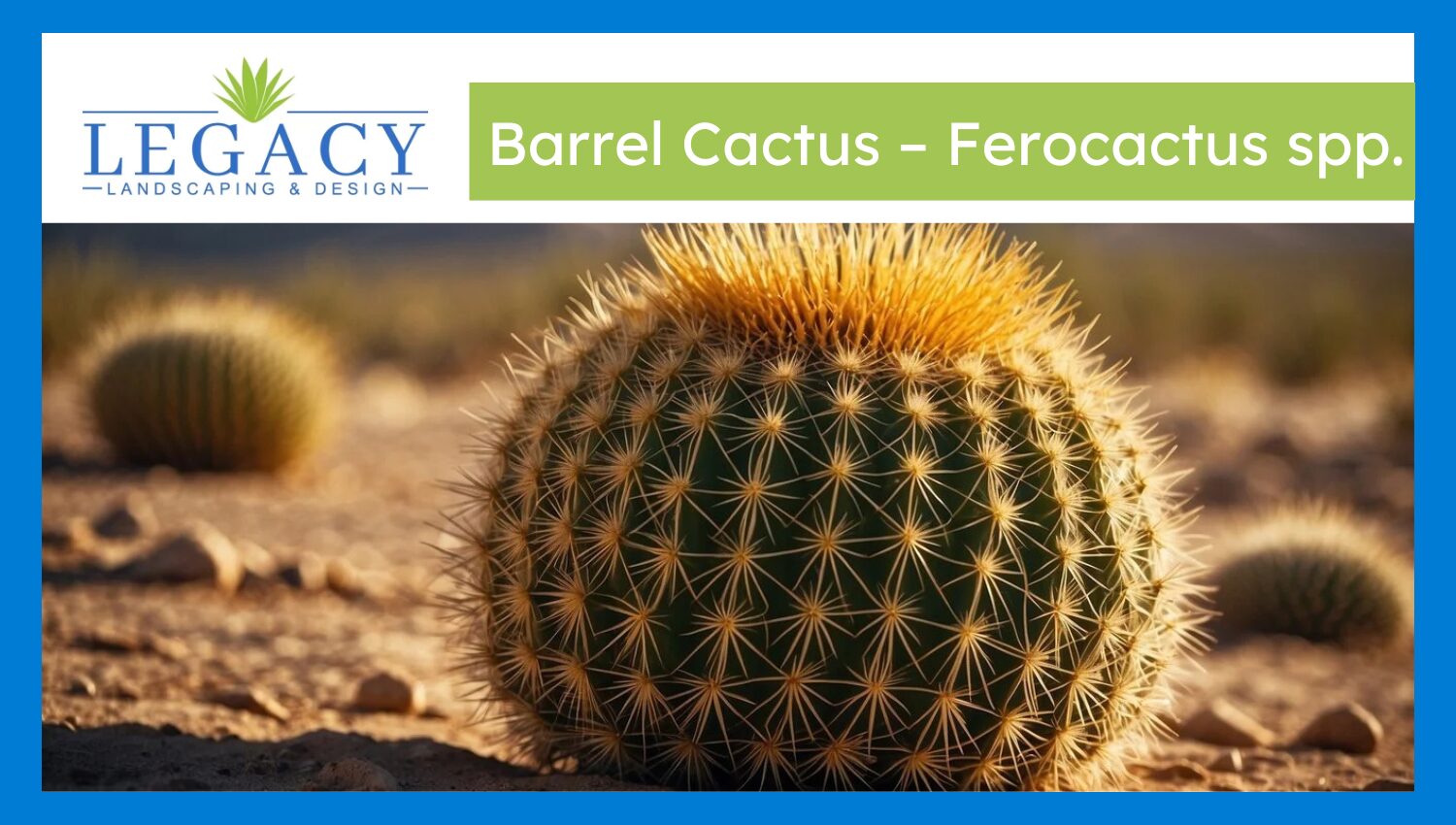 Barrel Cactus – Ferocactus spp.