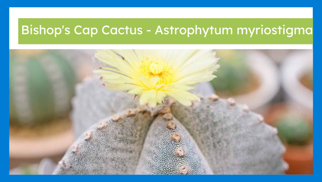 Bishop Cap Cactus