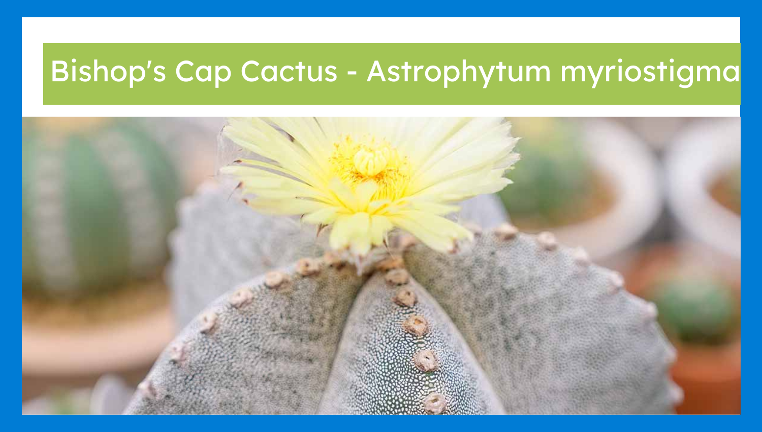 Bishop’s Cap Cactus – Astrophytum myriostigma