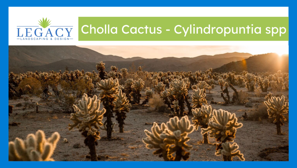 Cholla cactus