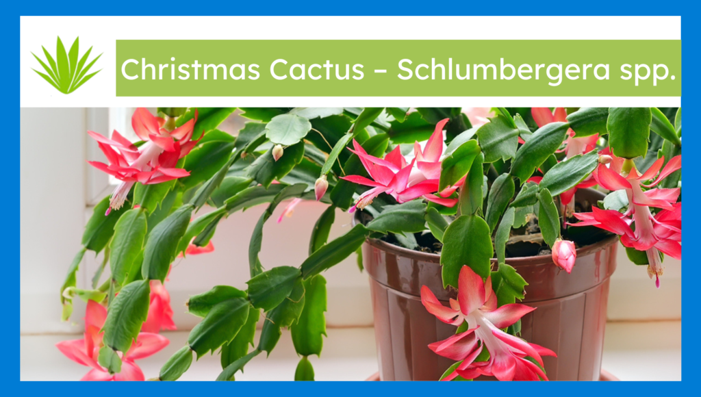 Christmas cactus