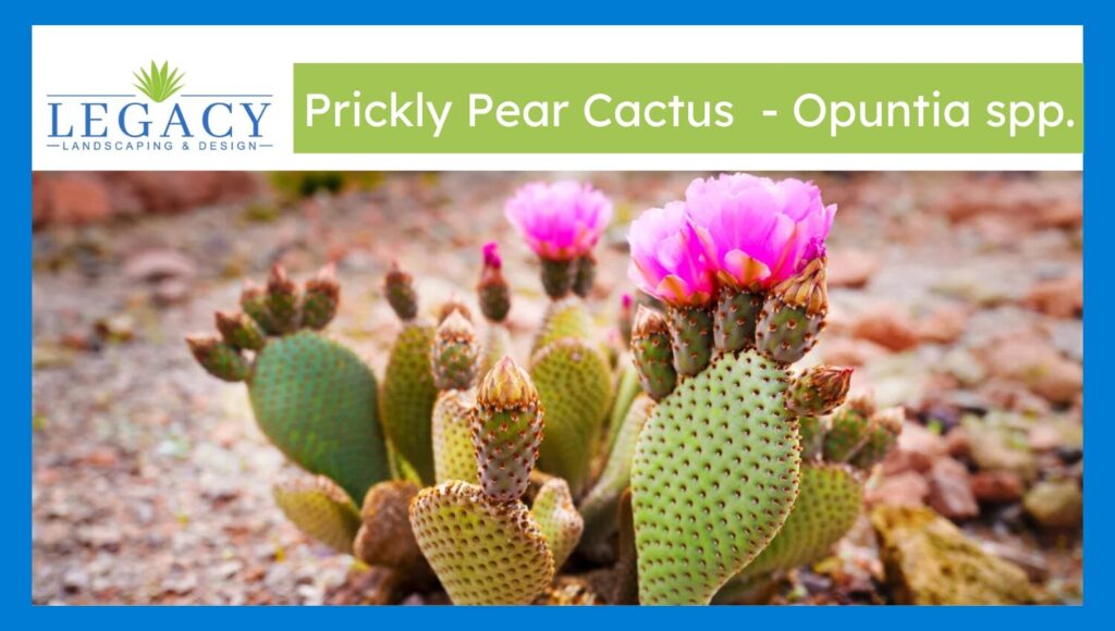 Prickly Pear cactus