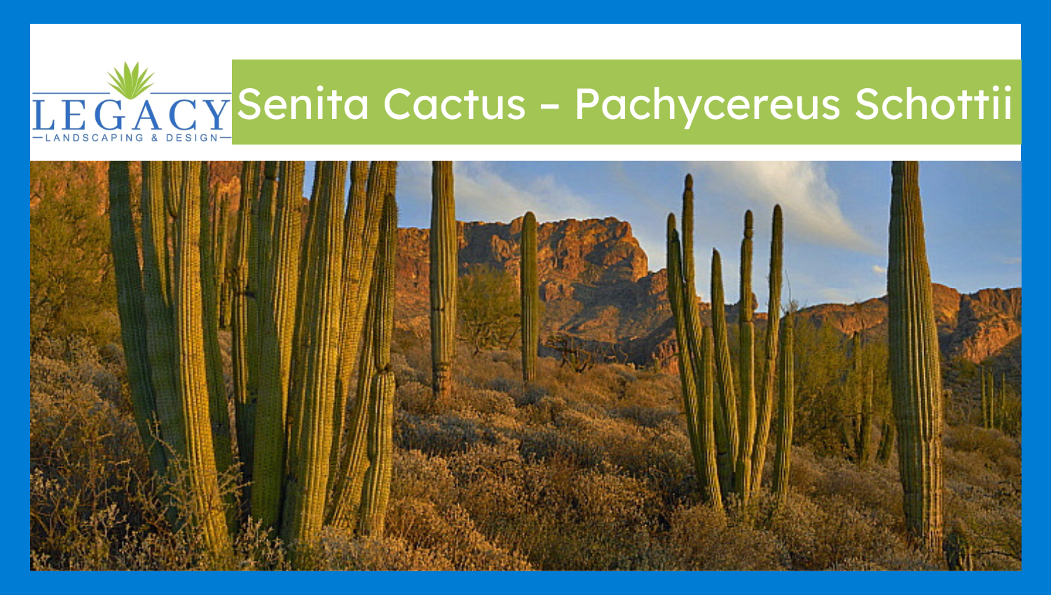 Senita Cactus – Pachycereus Schottii