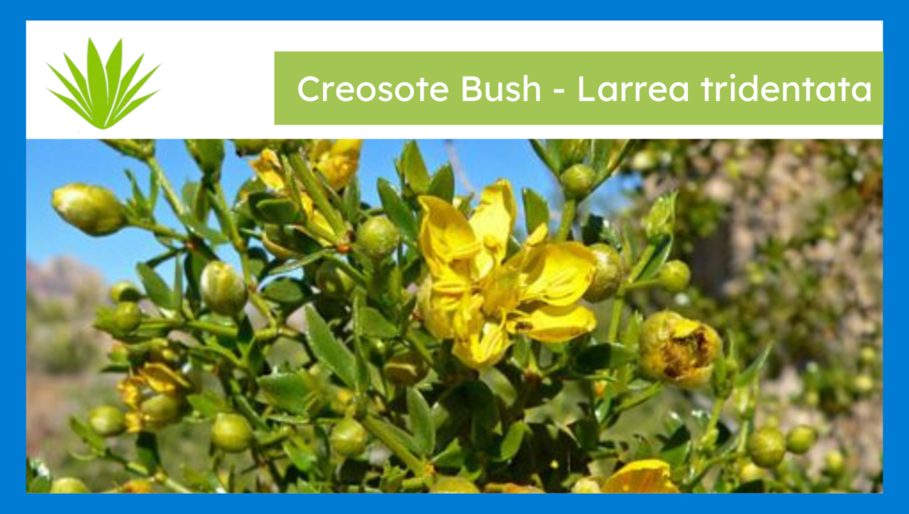 Creosote Bush