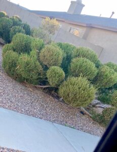 Landscaping design in Tucson