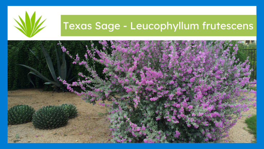 Texas Sage