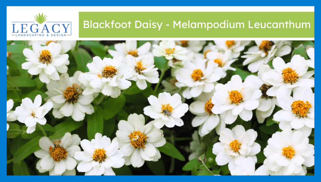 Blackfoot Daisy - Melampodium Leucanthum