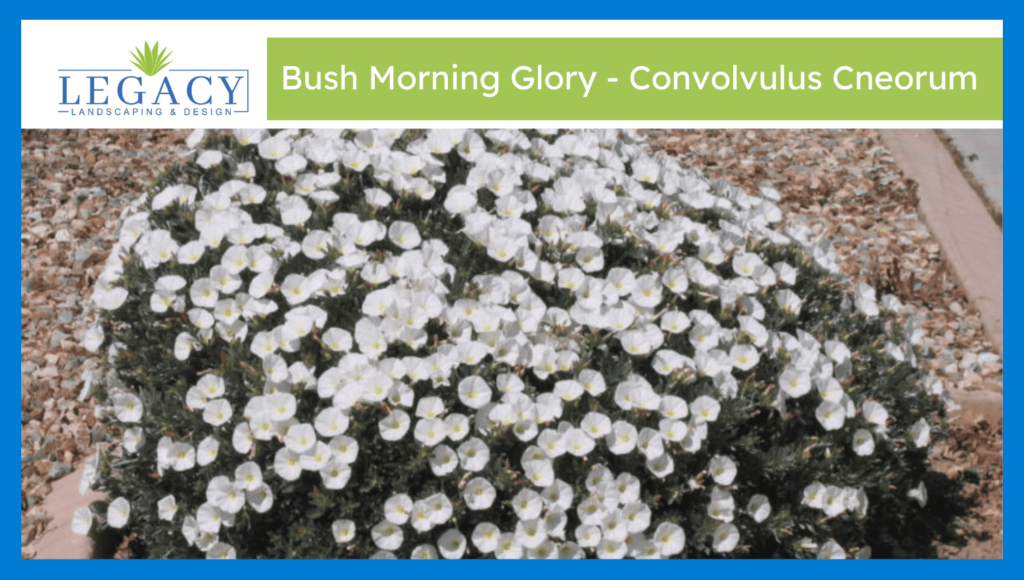 Bush Morning Glory - Convolvulus Cneorum