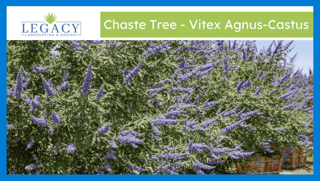 Chaste Tree - Vitex Agnus-Castus