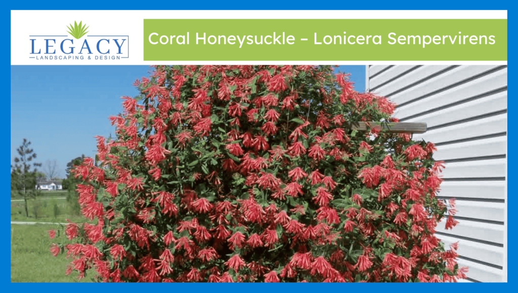 Coral Honeysuckle – Lonicera Sempervirens