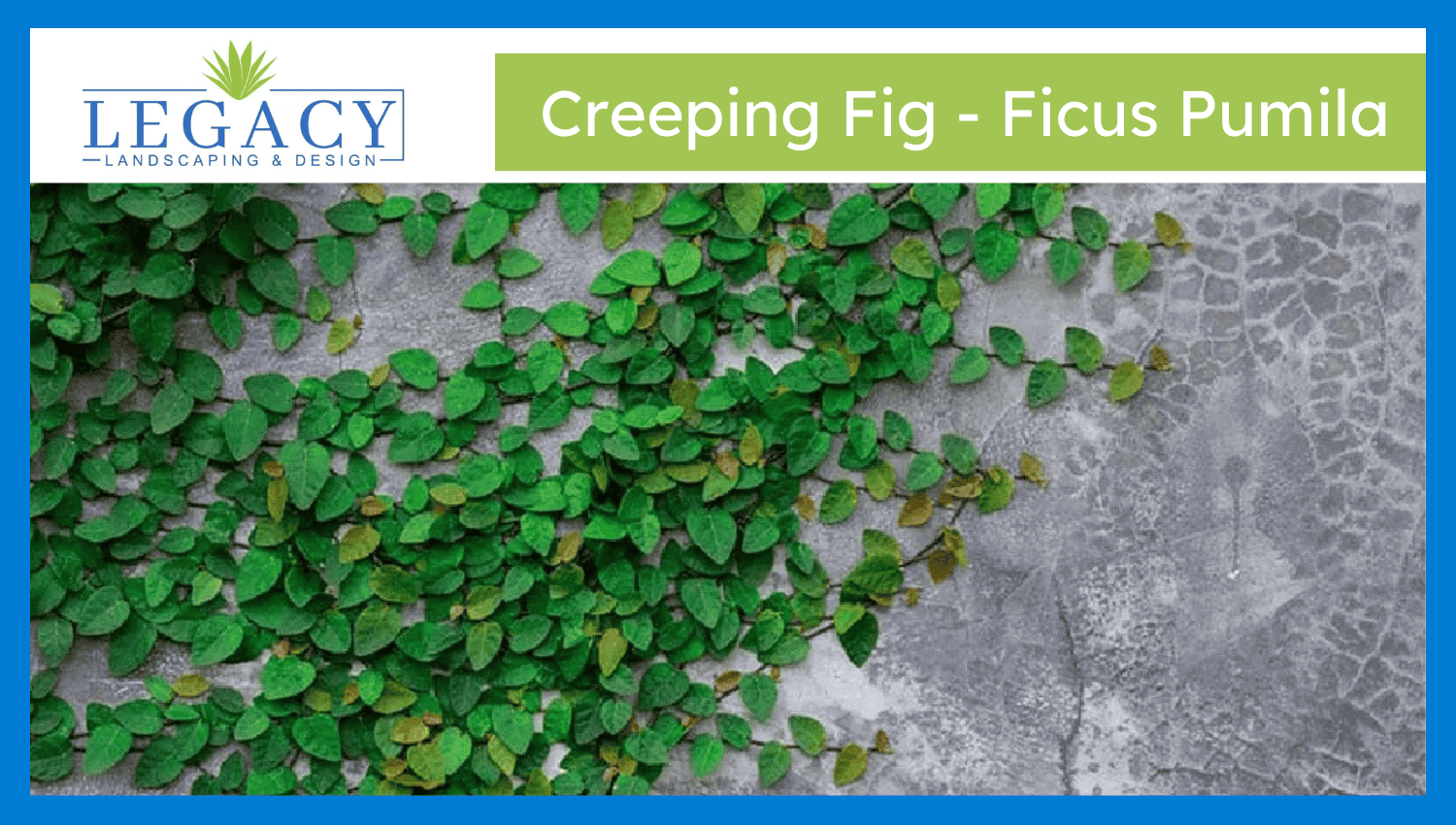 Creeping Fig – Ficus Pumila