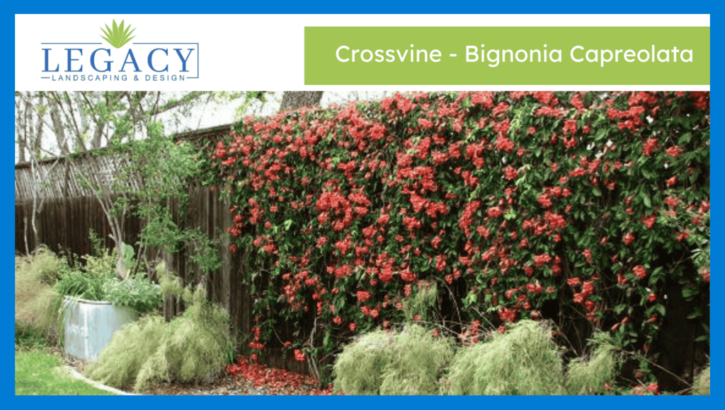 Crossvine - Bignonia Capreolata