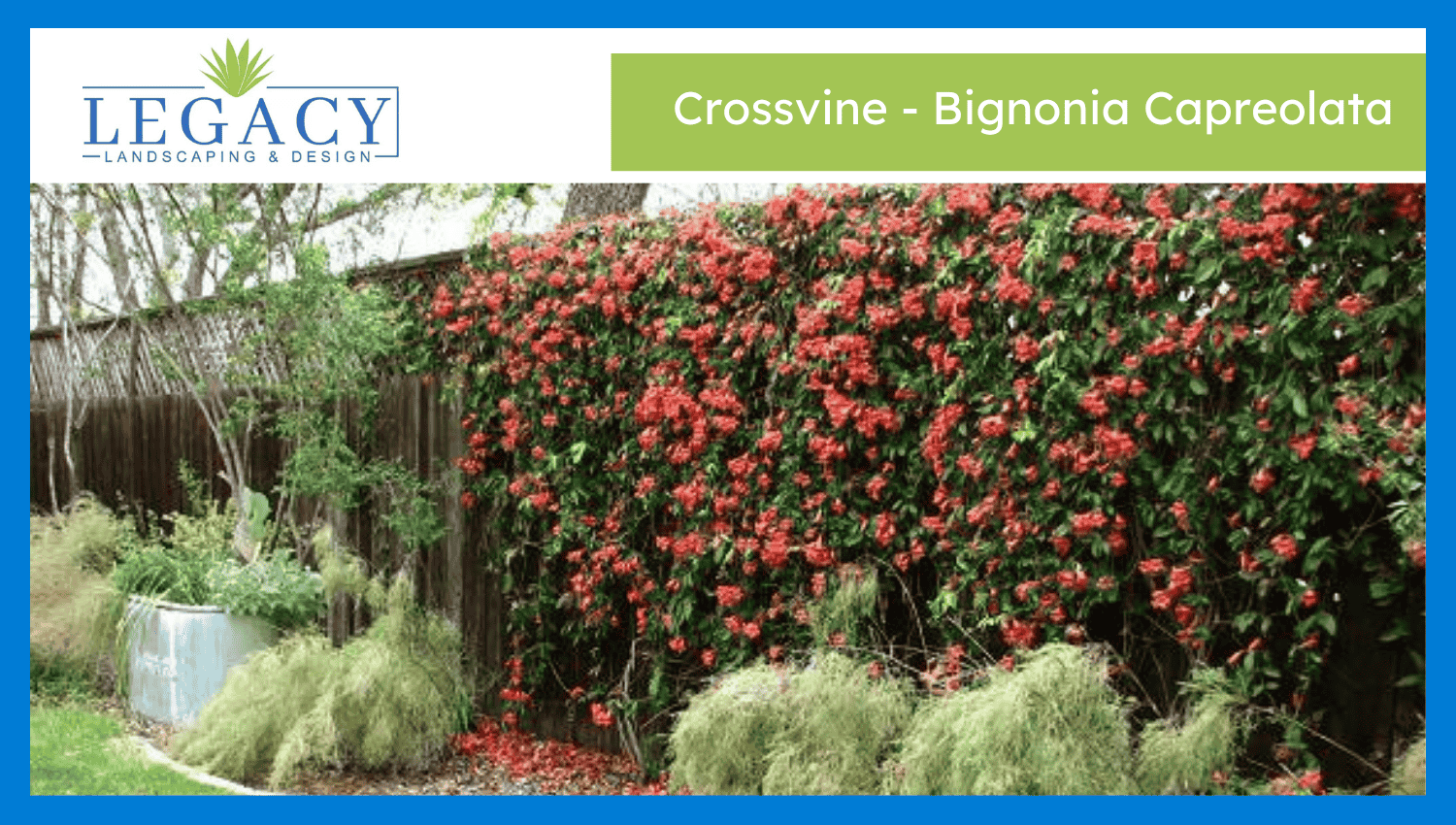 Crossvine – Bignonia Capreolata