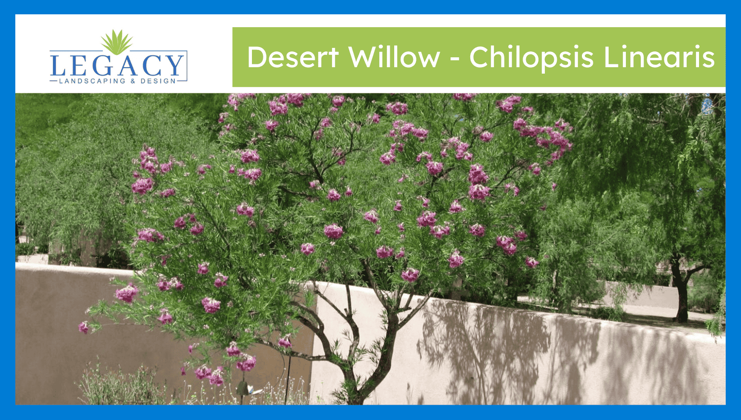 Desert Willow – Chilopsis Linearis