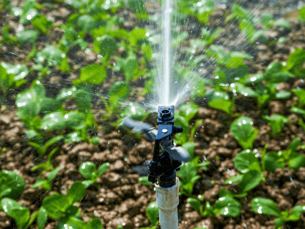 Drip Irrigation System Tucson