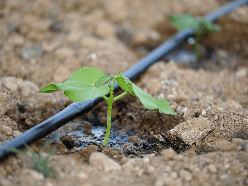 Drip Irrigation System