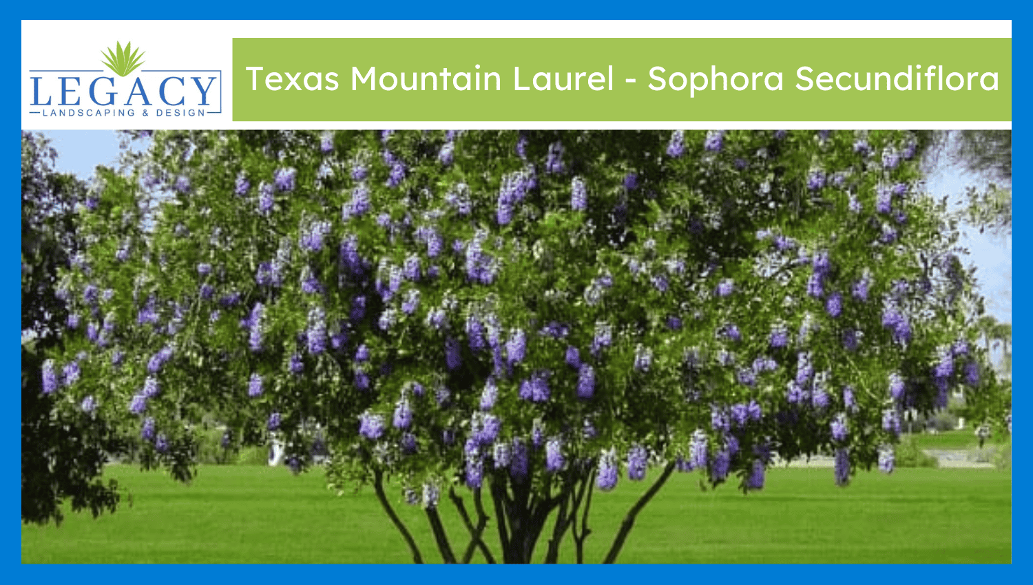 Texas Mountain Laurel – Sophora Secundiflora