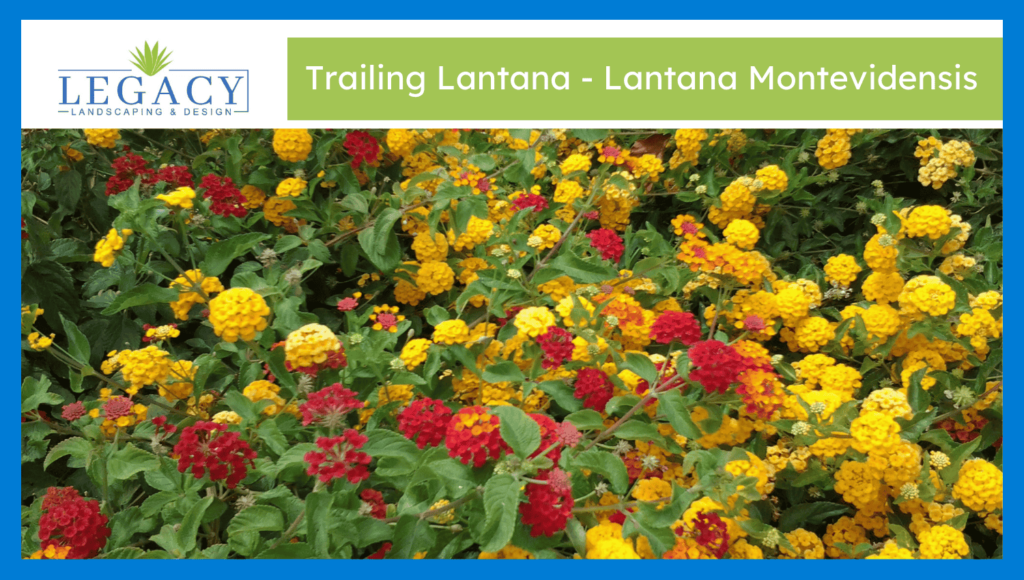 Trailing Lantana - Lantana Montevidensis