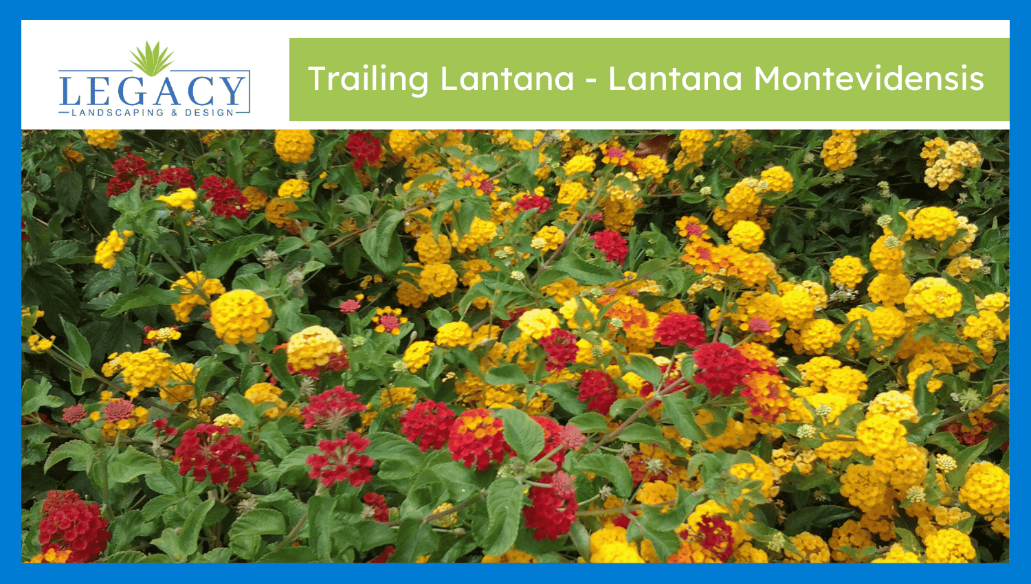 Trailing Lantana – Lantana Montevidensis