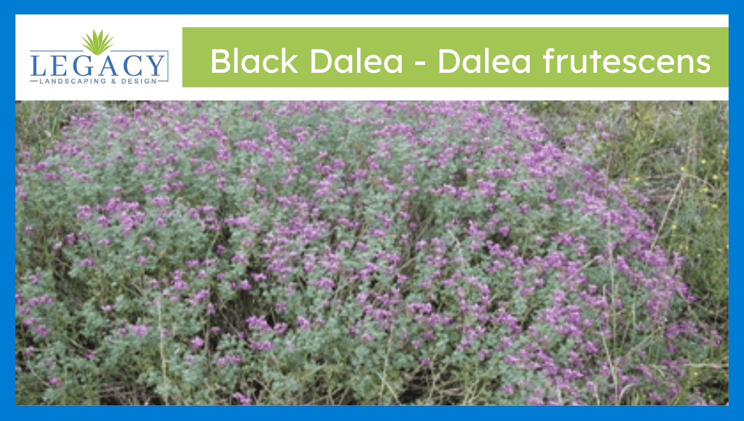 Black Dalea – Dalea frutescens