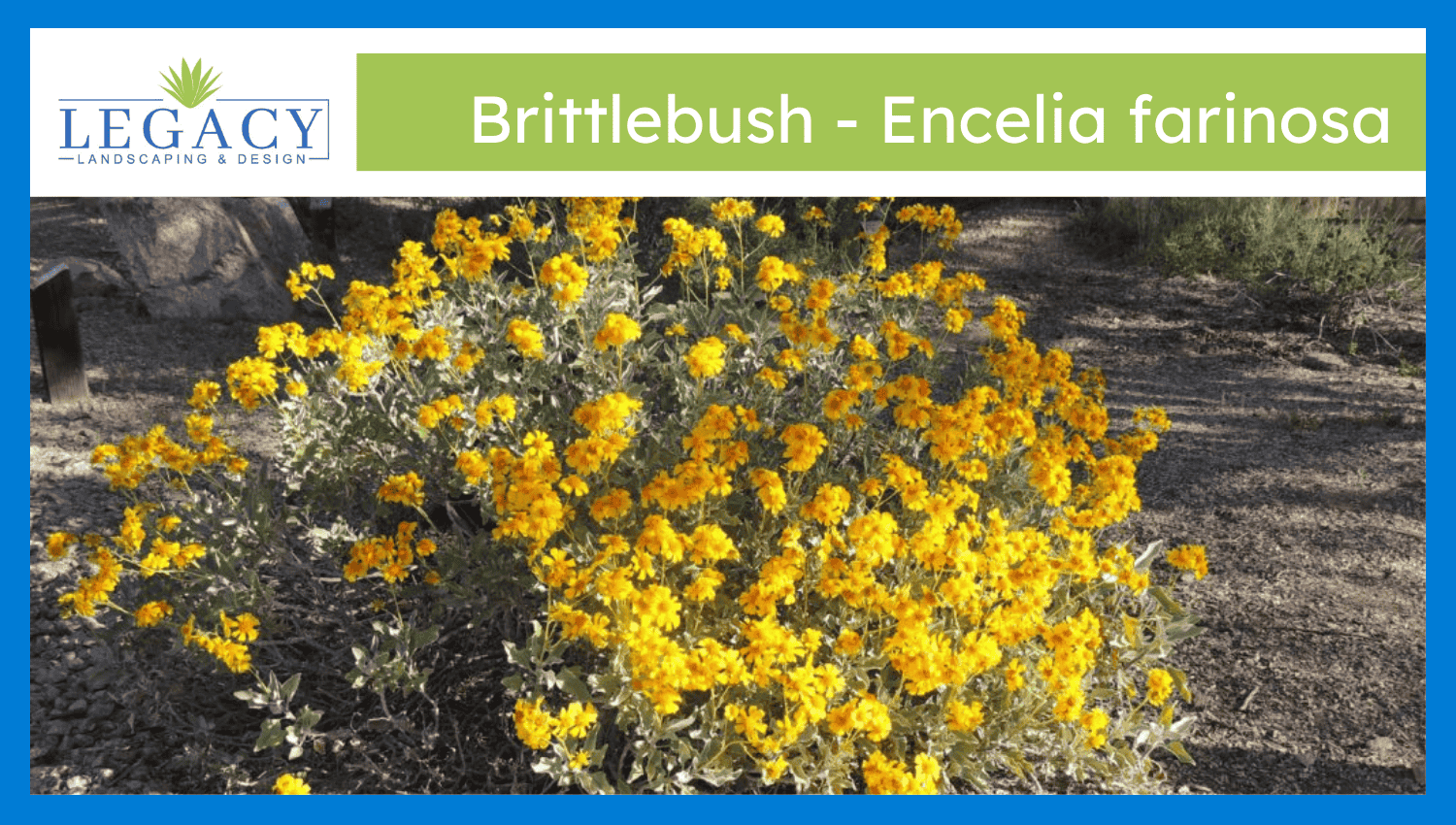 Brittlebush – Encelia Farinosa
