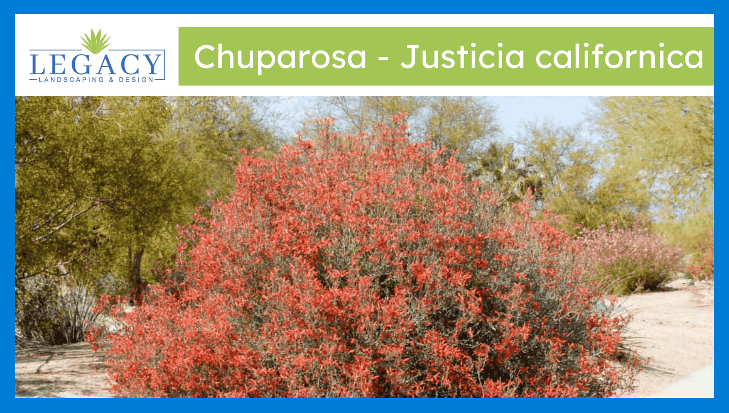 Chuparosa – Justicia californica