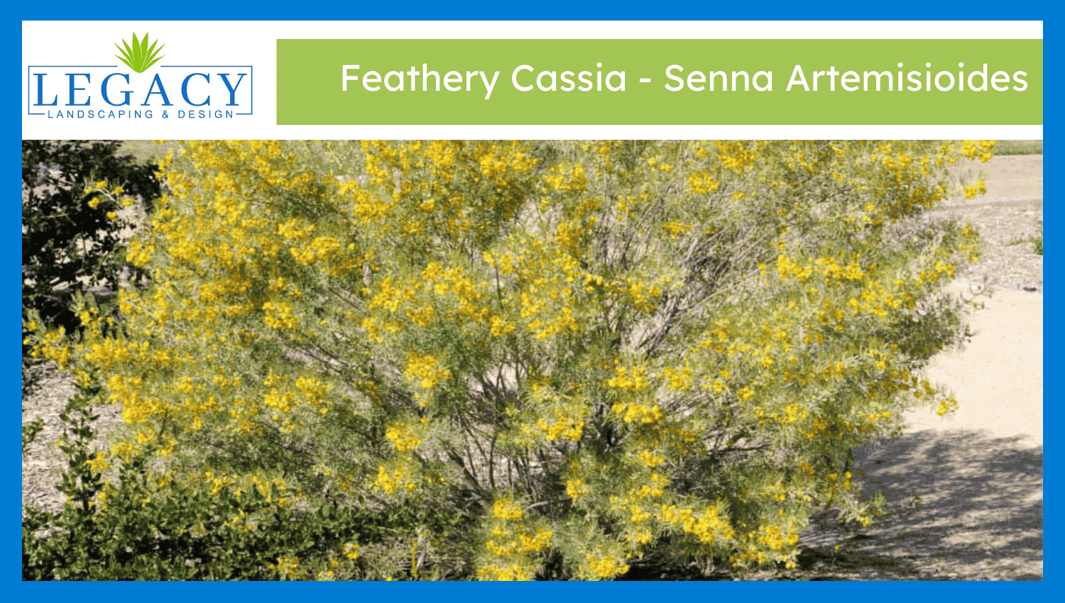 Feathery Cassia – Senna Artemisioides
