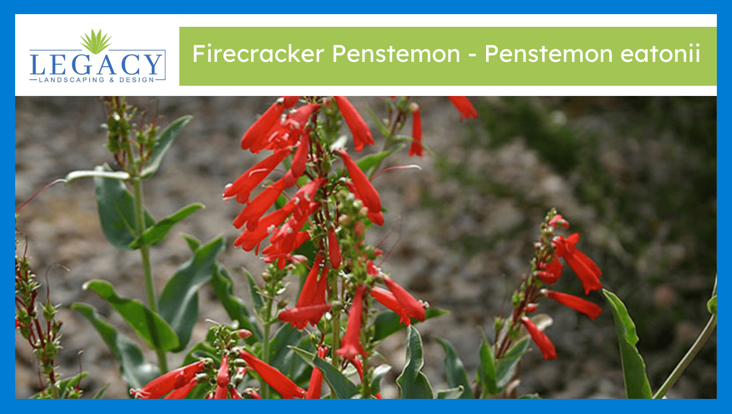 Firecracker Penstemon – Penstemon eatonii