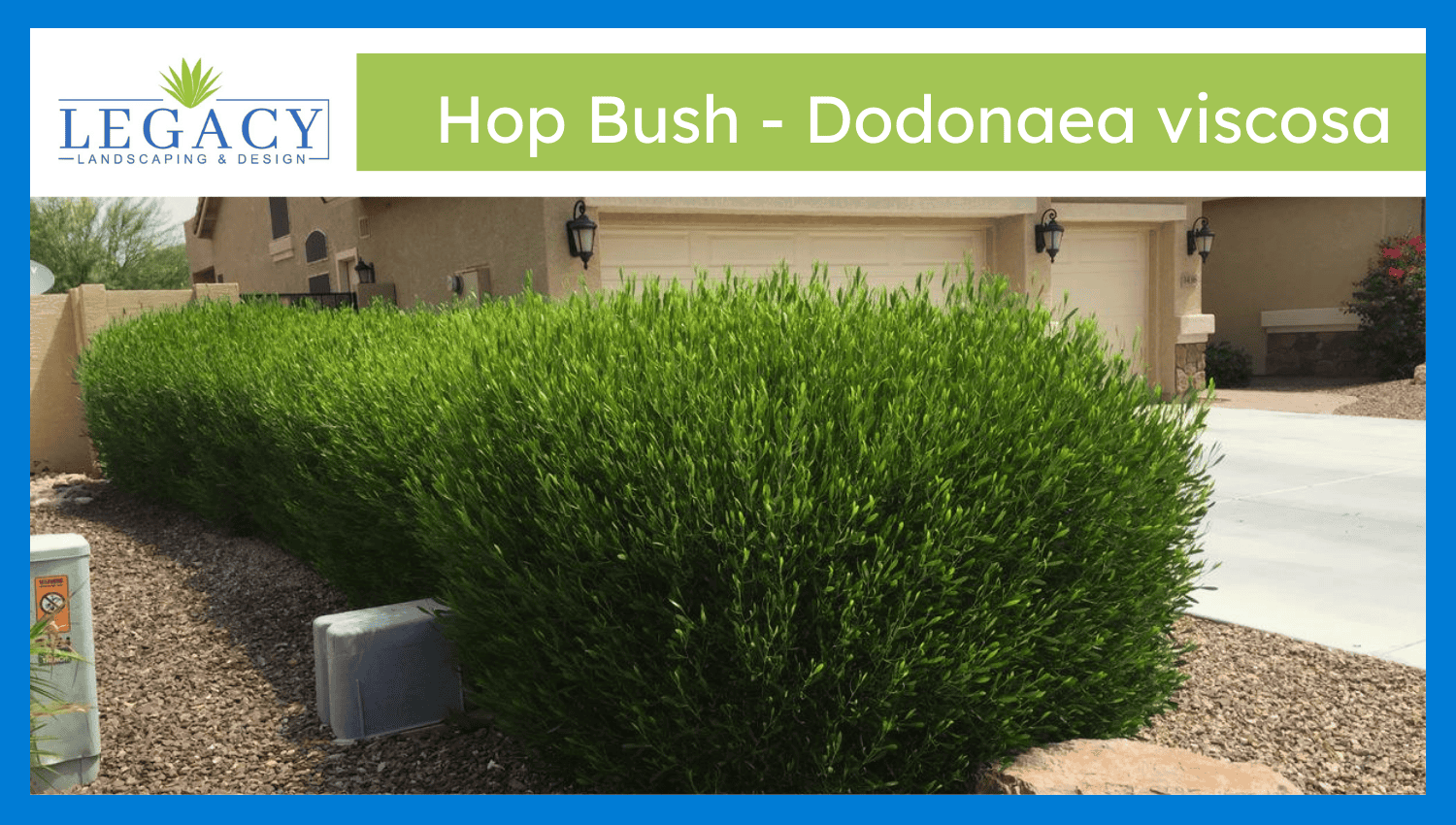 Hop Bush – Dodonaea viscosa