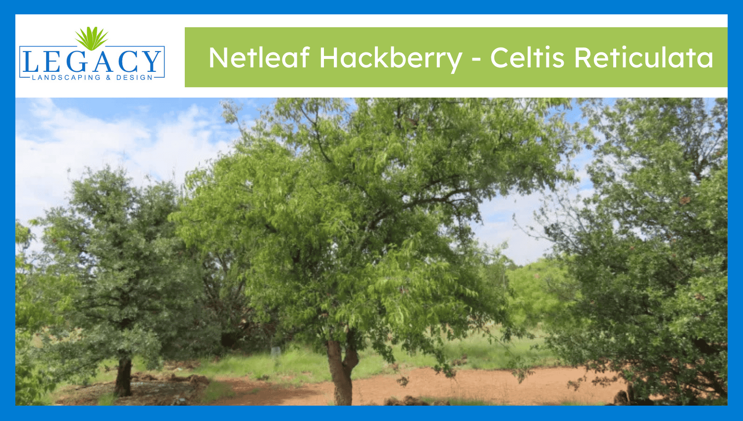 Netleaf Hackberry – Celtis Reticulata