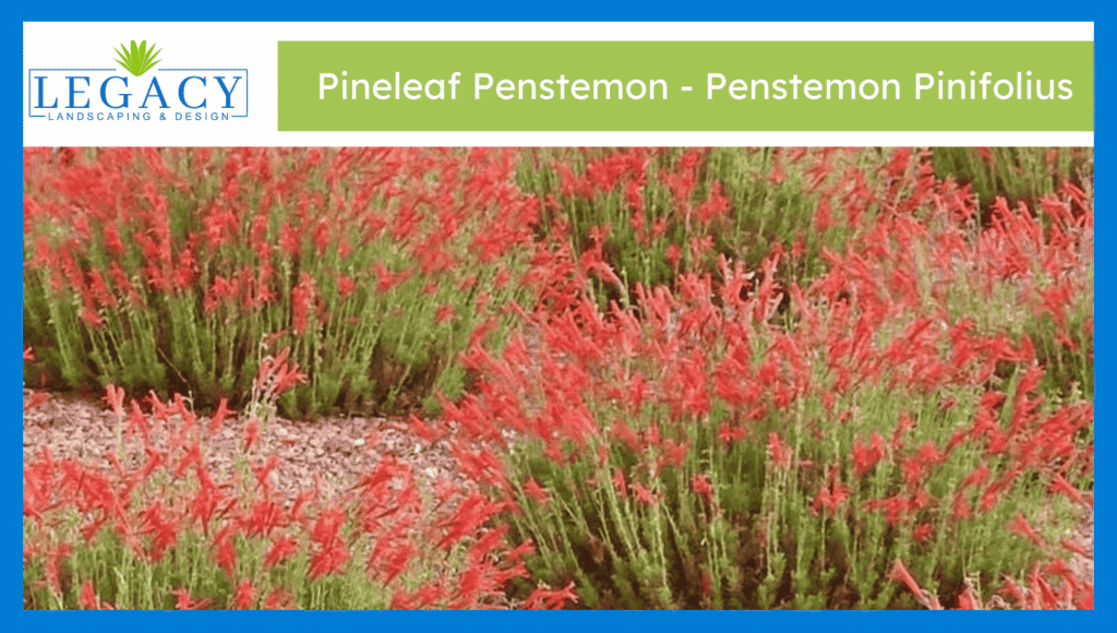 Pineleaf Penstemon - Penstemon Pinifolius