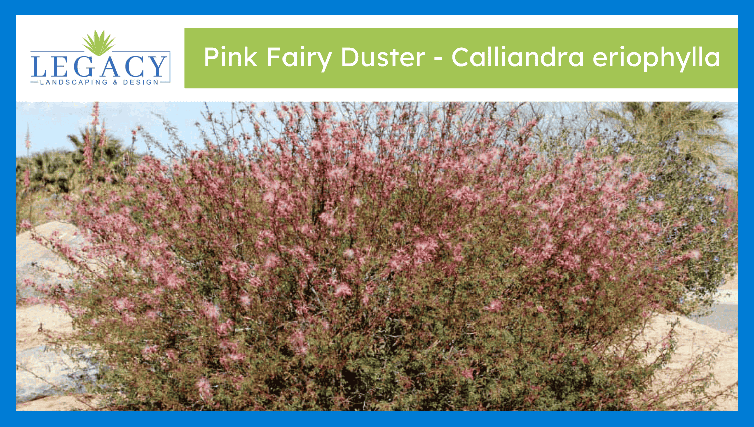 Pink Fairy Duster – Calliandra eriophylla