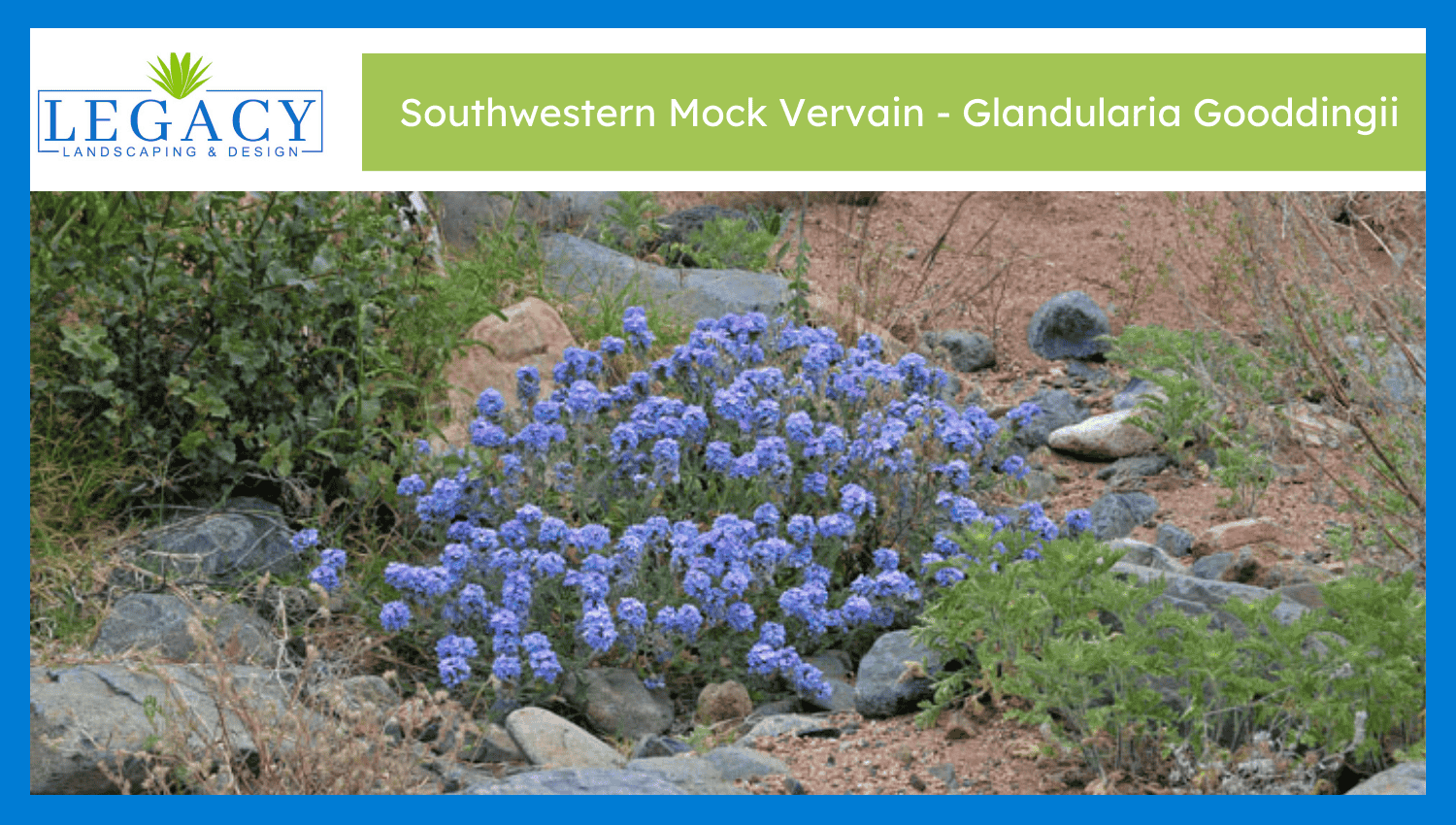 Southwestern Mock Vervain – Glandularia Gooddingii
