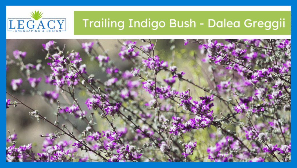 Trailing Indigo Bush - Dalea Greggii