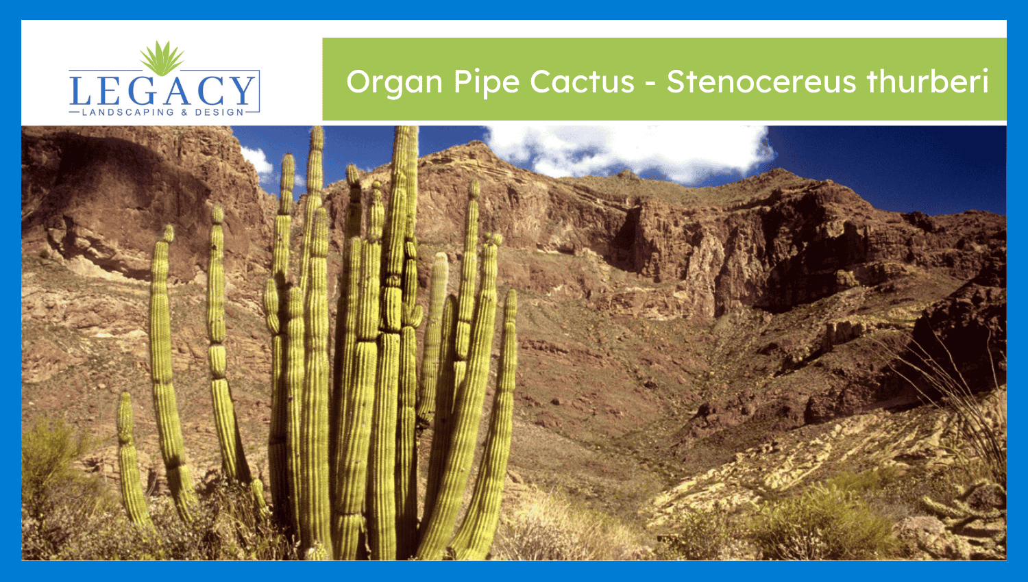Organ Pipe Cactus – Stenocereus thurberi