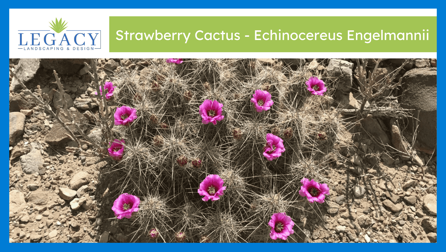 Strawberry Cactus – Echinocereus Engelmannii