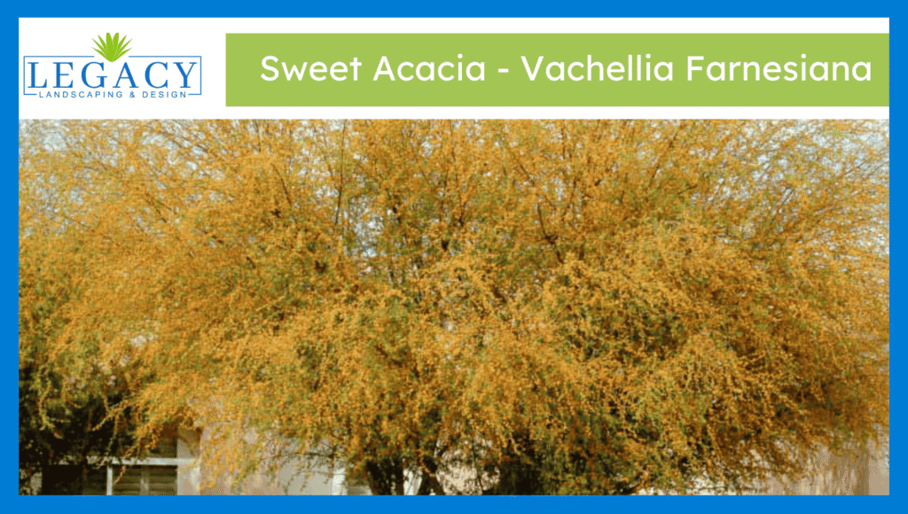 sweet acacia