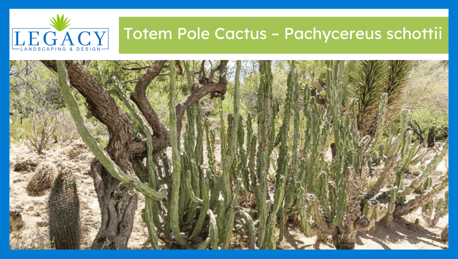 Totem Pole Cactus – Pachycereus schottii