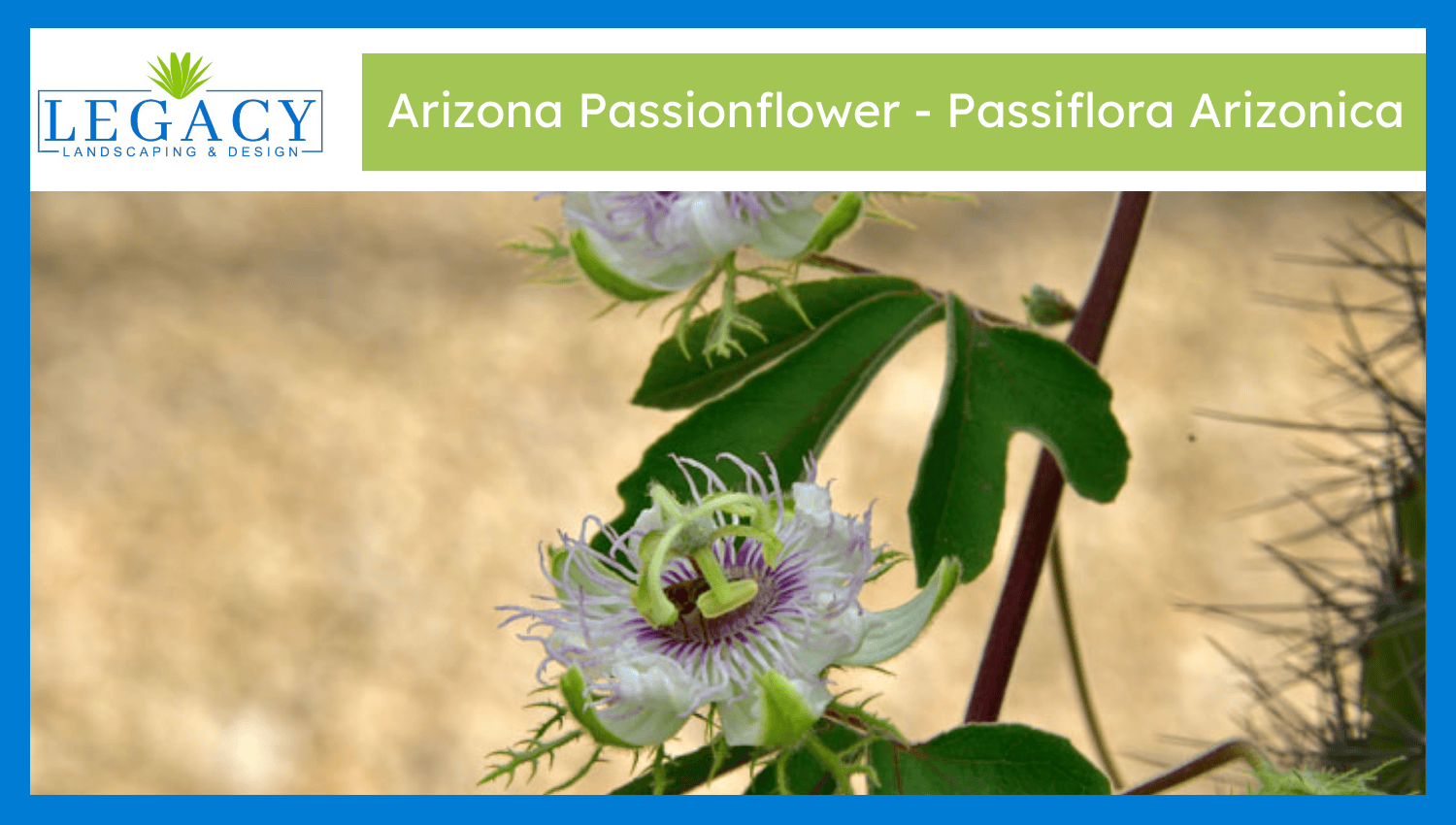 Arizona Passionflower – Passiflora Arizonica