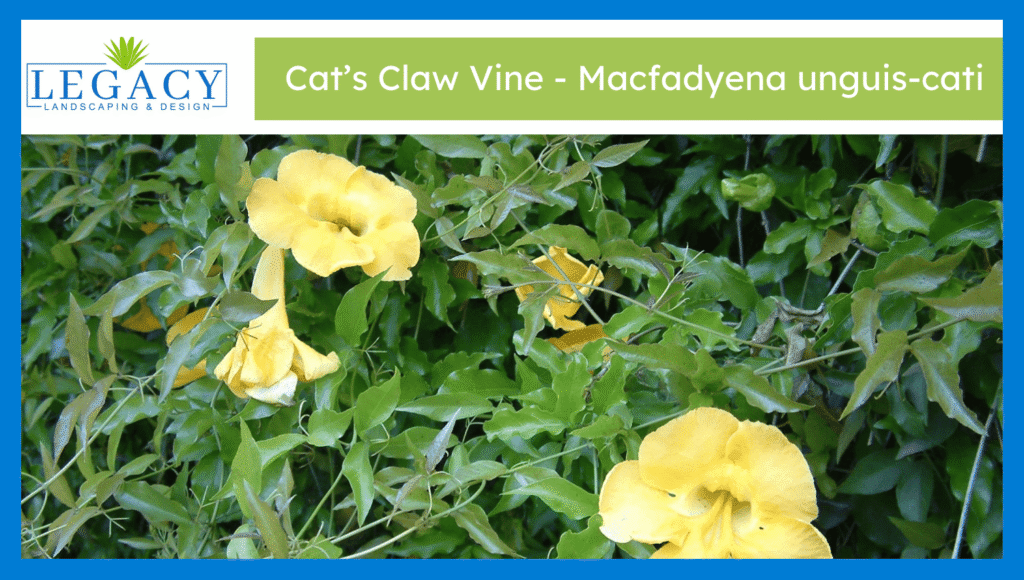 Cat’s Claw Vine - Macfadyena unguis-cati
