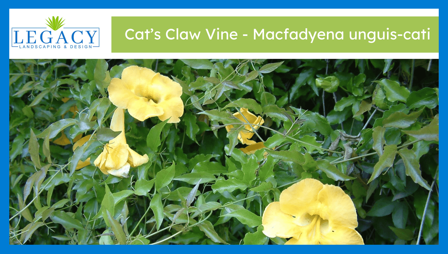 Cat’s Claw Vine – Macfadyena unguis-cati