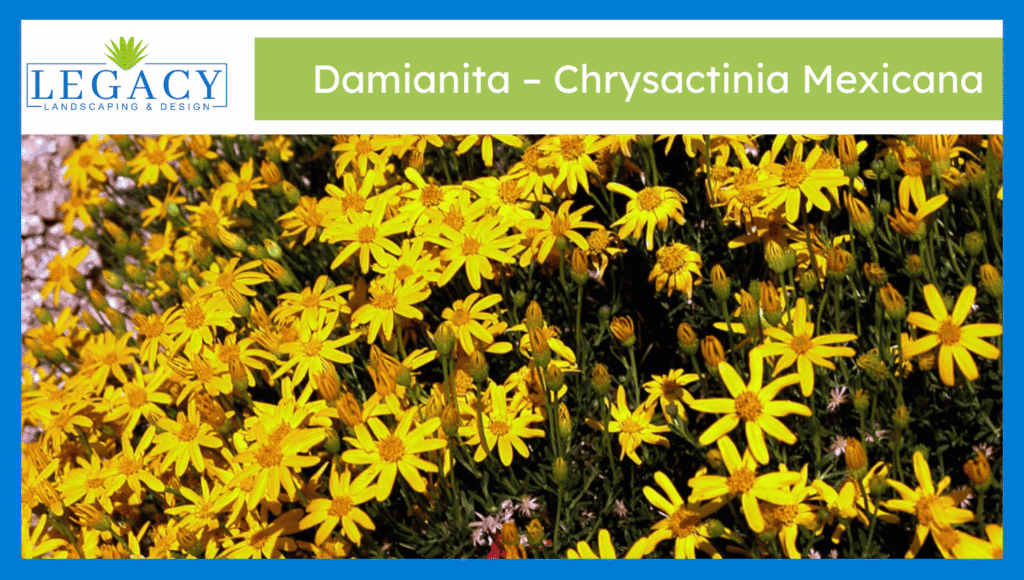 Damianita