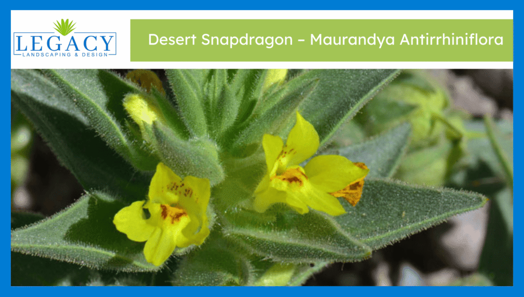 Desert Snapdragon – Maurandya antirrhiniflora