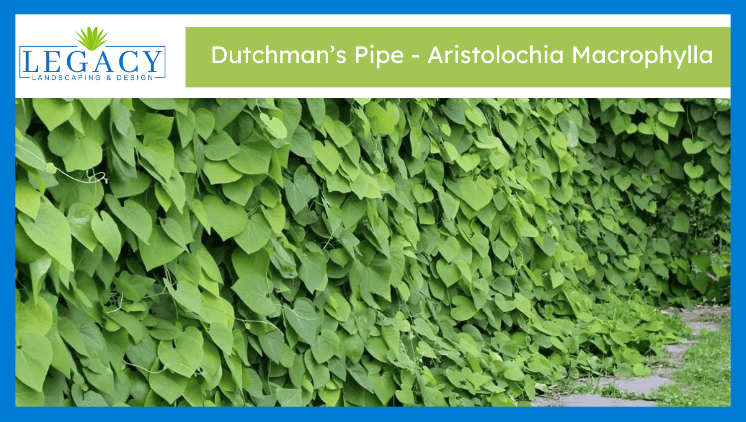 Dutchman’s Pipe – Aristolochia Macrophylla
