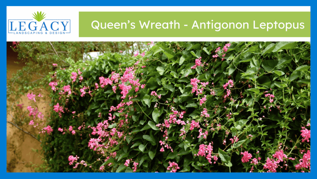 Queen's wreath